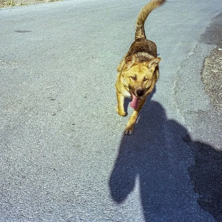 The Spanish dog that followed me.