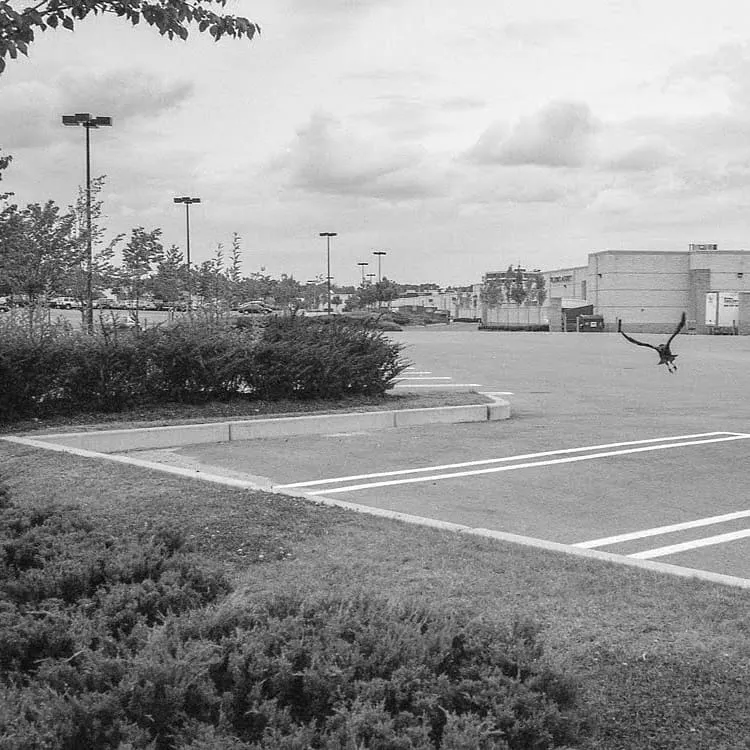 Crows in parking lot