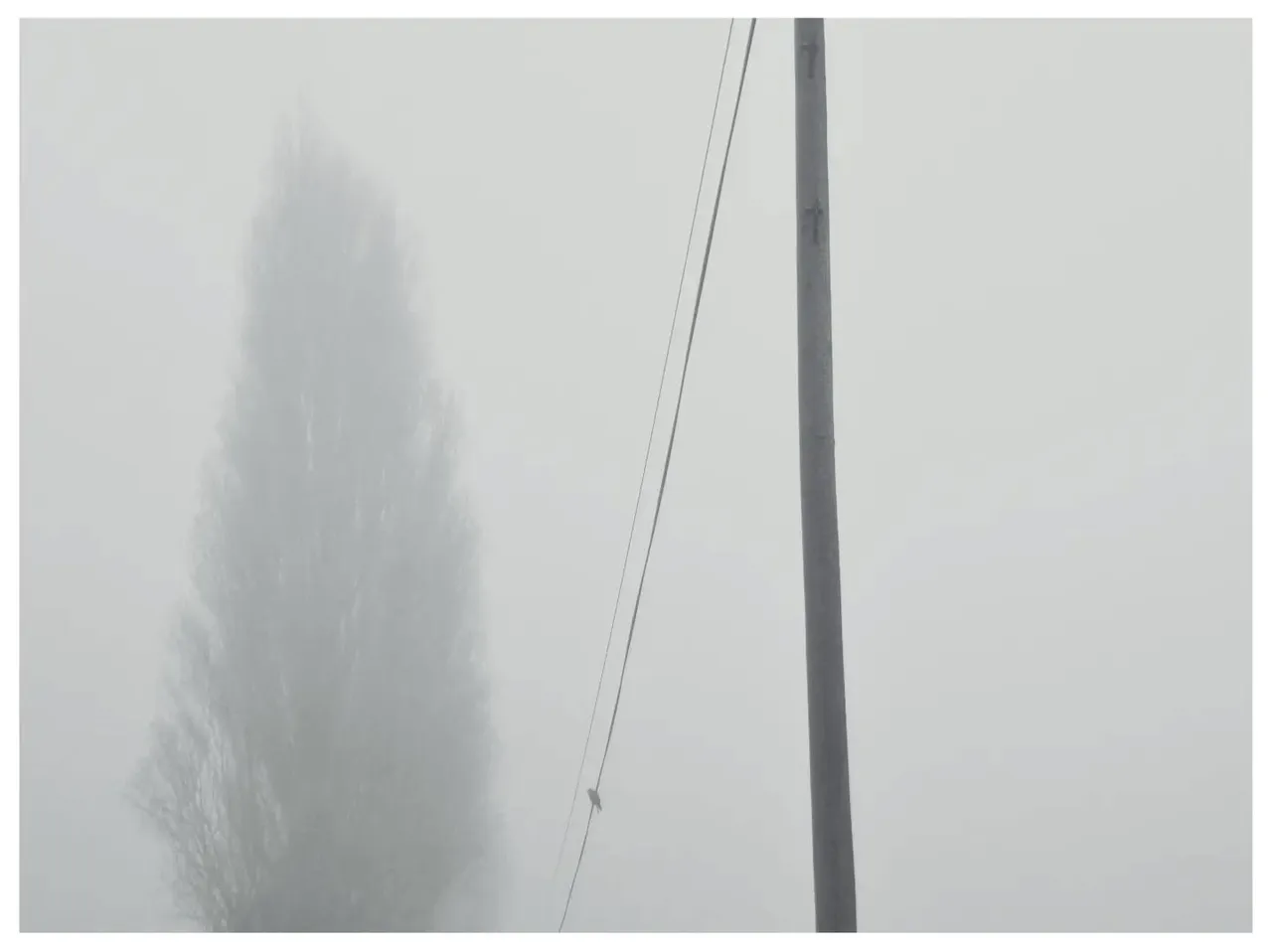 Fog is easy pick'ns.