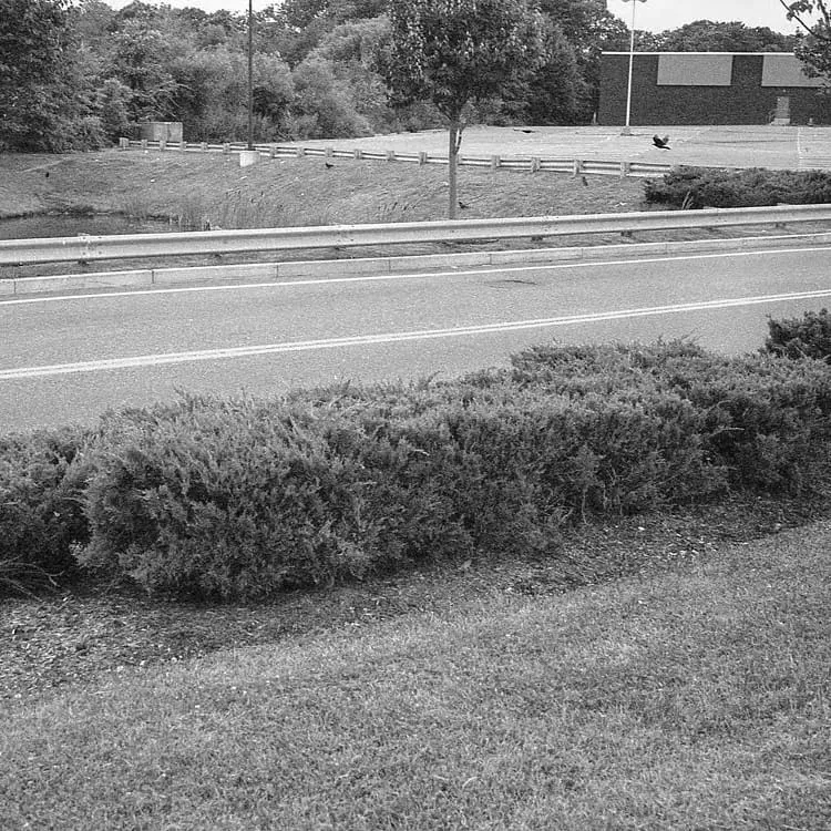 Crows in parking lot