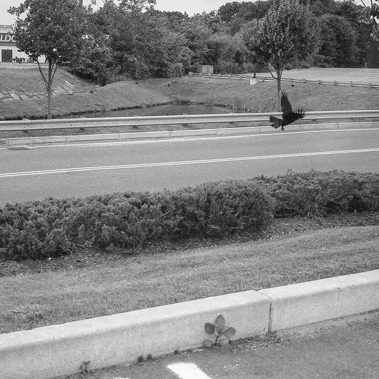 Crows in parking lot