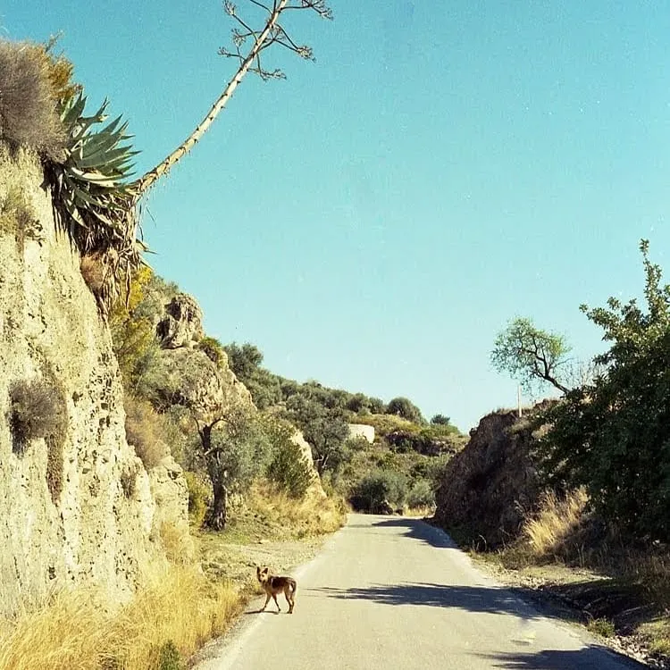 The Spanish dog that followed me.