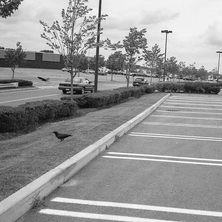 Crows in parking lot