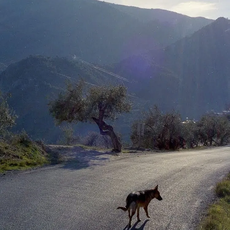 The Spanish dog that followed me.