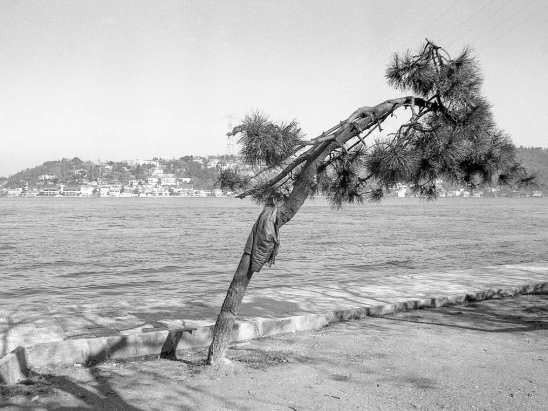 Photograph