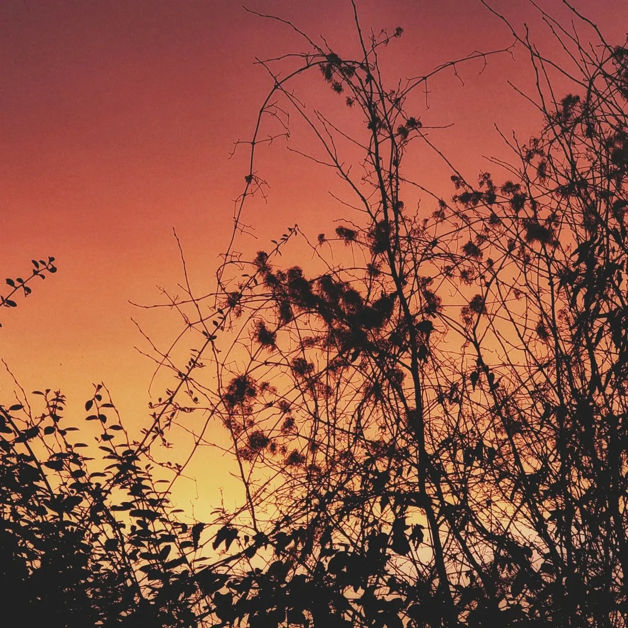 This morning... sailor's delight?